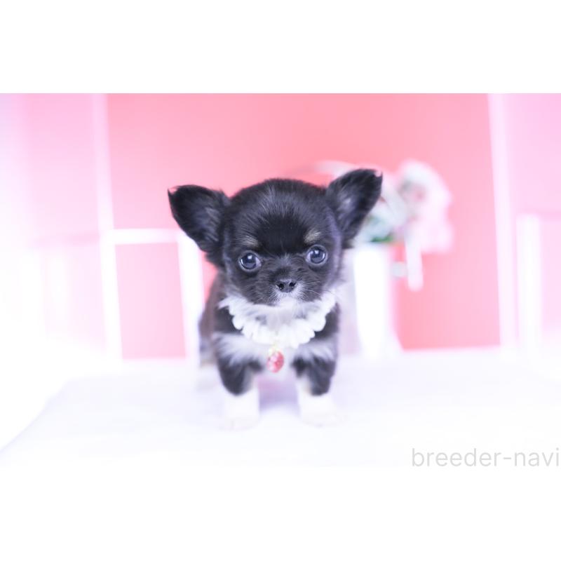 成約済の愛知県のチワワ(ロングコート)-443268の9枚目