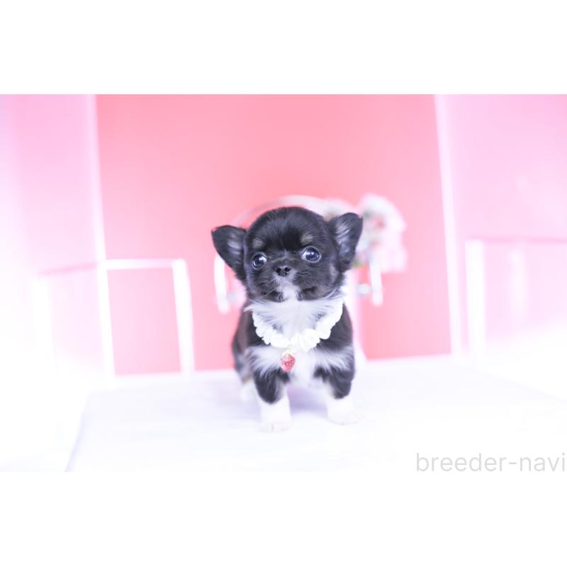 成約済の愛知県のチワワ(ロングコート)-443268の7枚目