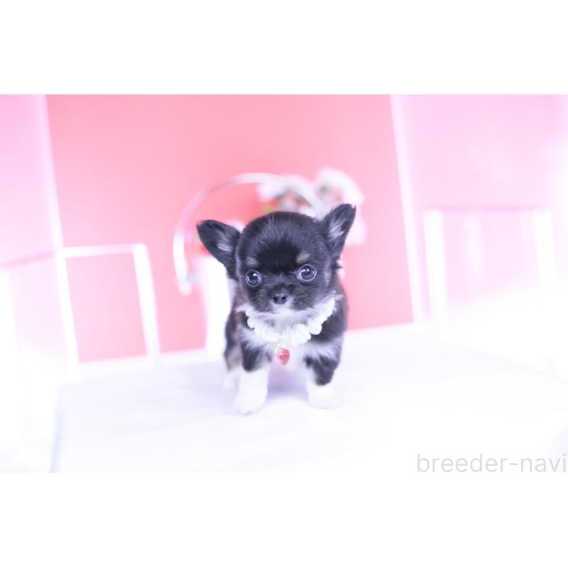 成約済の愛知県のチワワ(ロングコート)-443268の6枚目