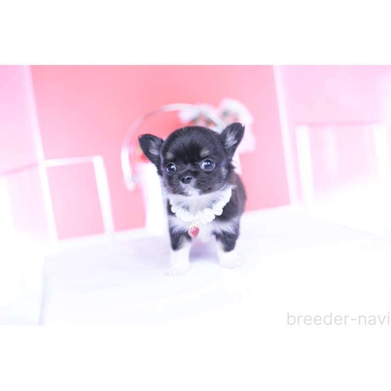 成約済の愛知県のチワワ(ロングコート)-443268の5枚目