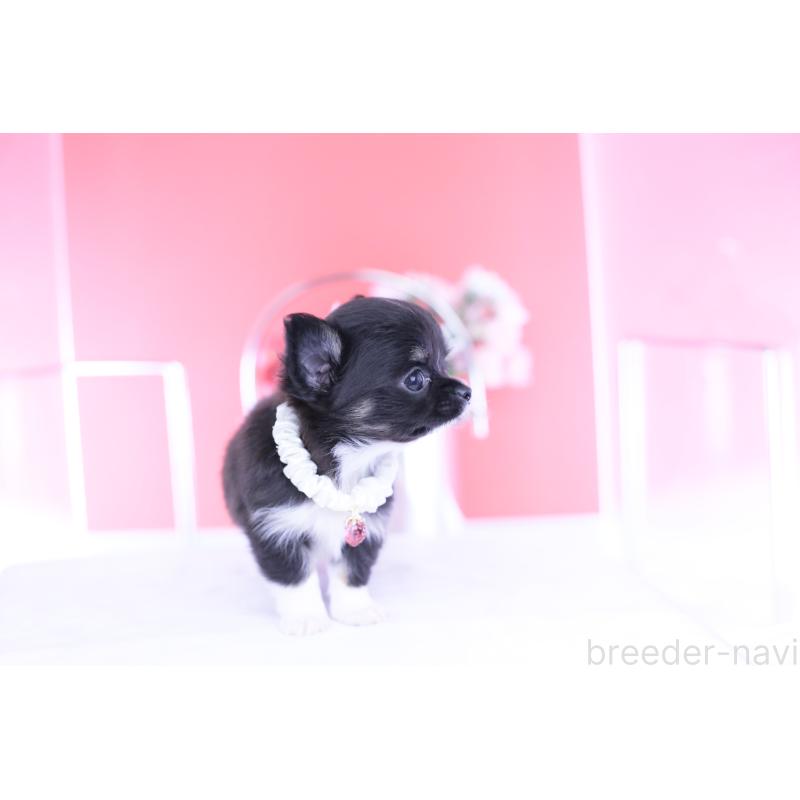 成約済の愛知県のチワワ(ロングコート)-443268の4枚目