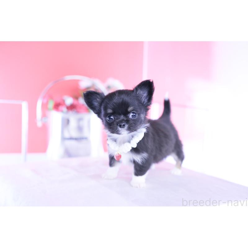 成約済の愛知県のチワワ(ロングコート)-443268の2枚目