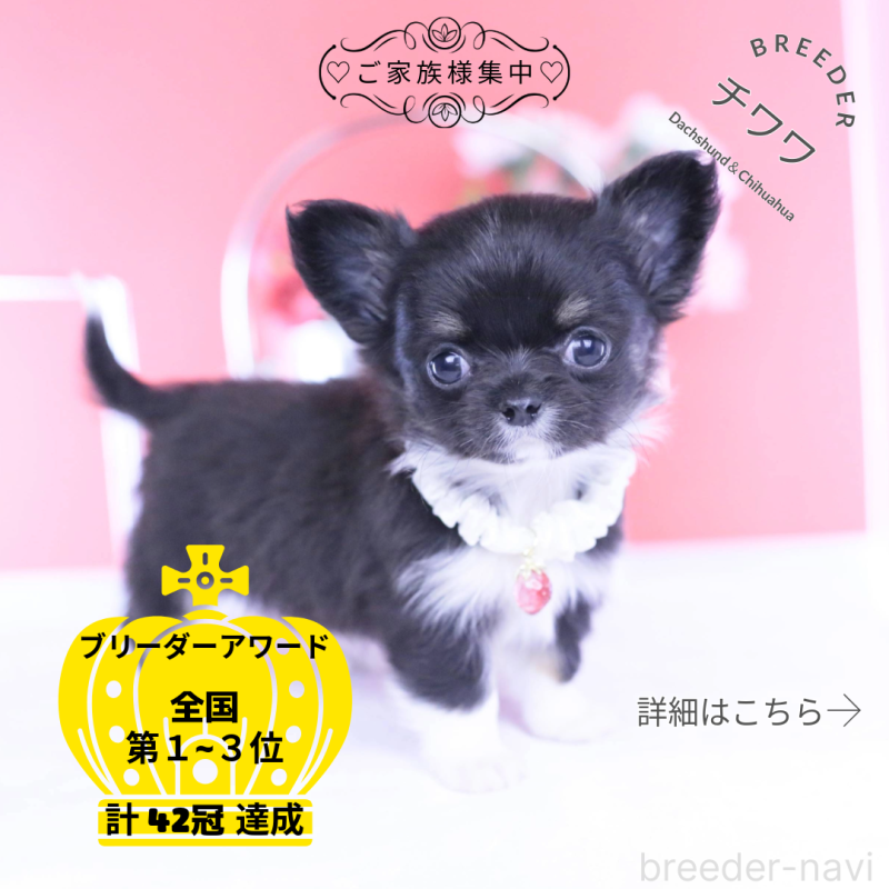 ♂︎チワワ(ロングコート)