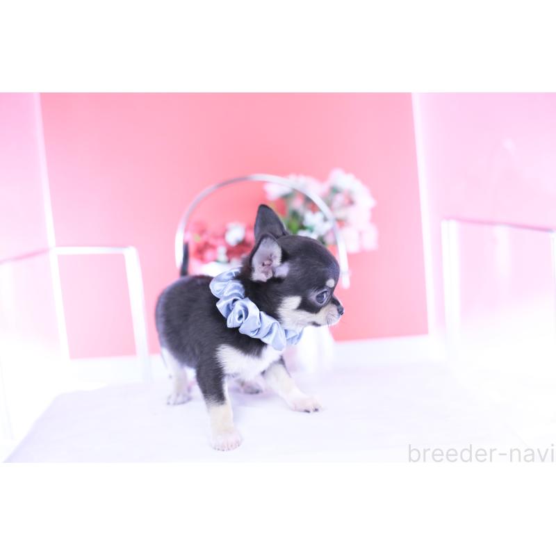 成約済の愛知県のチワワ(スムースコート)-443286の11枚目