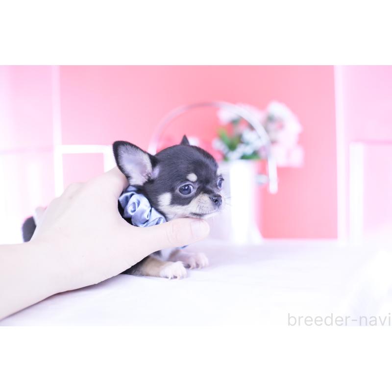 成約済の愛知県のチワワ(スムースコート)-443286の10枚目