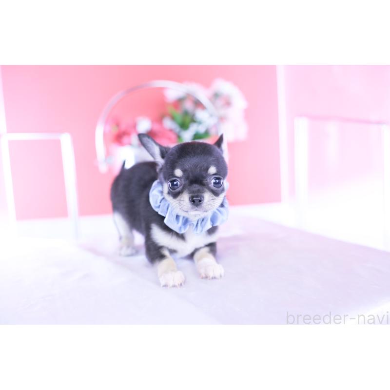 成約済の愛知県のチワワ(スムースコート)-443286の9枚目