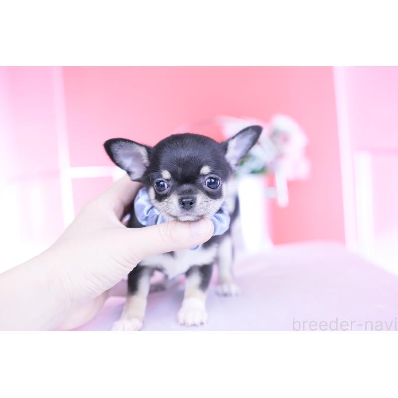 成約済の愛知県のチワワ(スムースコート)-443286の8枚目