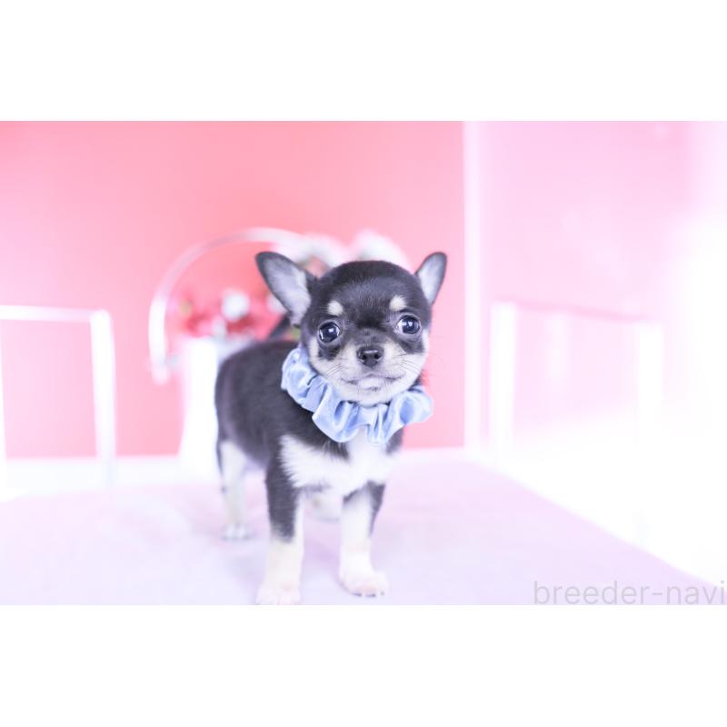 成約済の愛知県のチワワ(スムースコート)-443286の5枚目