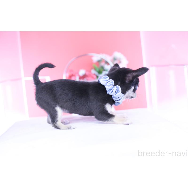 成約済の愛知県のチワワ(スムースコート)-443286の2枚目