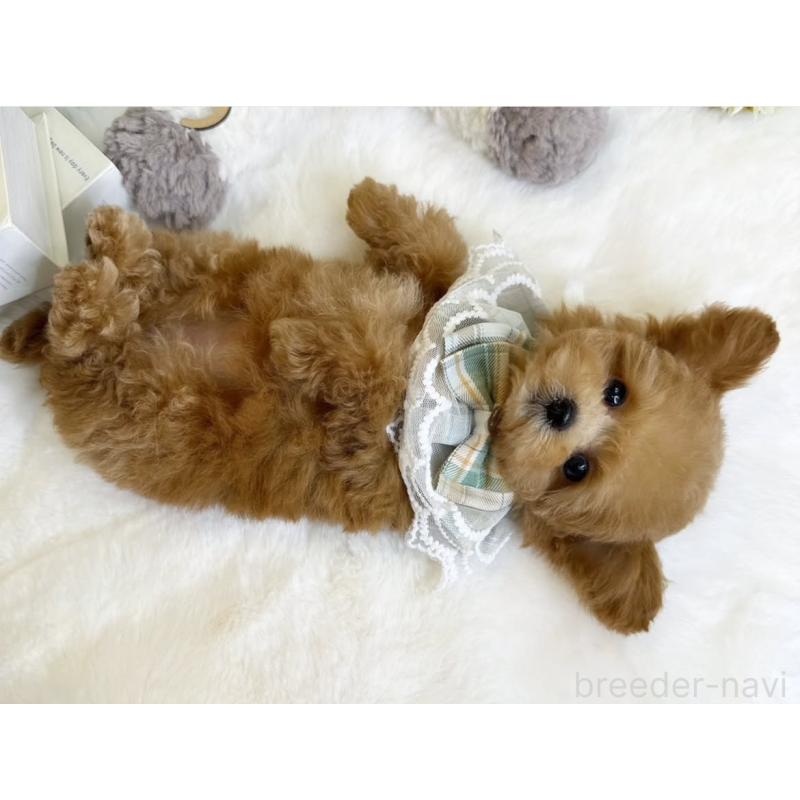 販売中の大阪府のティーカッププードル-446064の12枚目