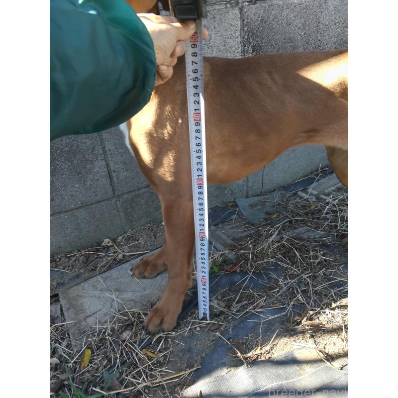 商談中の埼玉県のボクサー-447244の53枚目