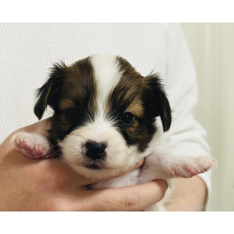 販売中の埼玉県のパピヨン-445037の7枚目