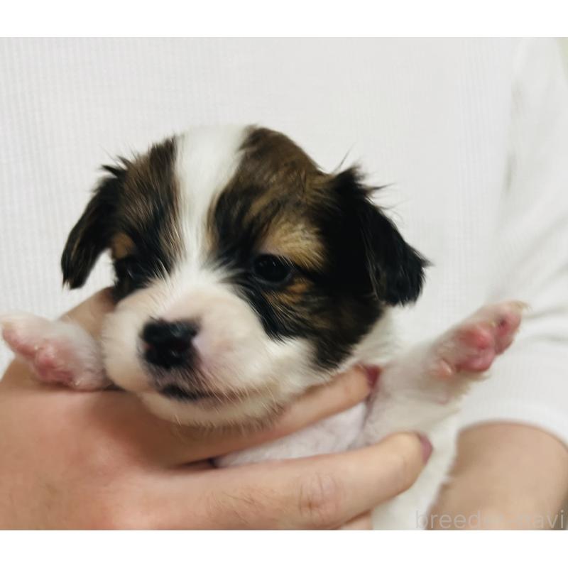 販売中の埼玉県のパピヨン-445037の6枚目