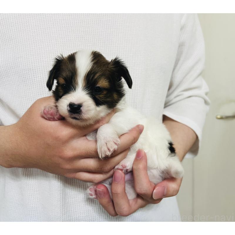 販売中の埼玉県のパピヨン-445037の5枚目