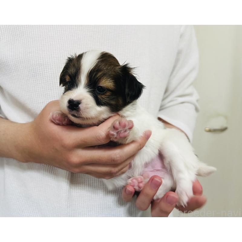 販売中の埼玉県のパピヨン-445037の4枚目