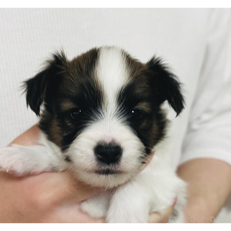 販売中の埼玉県のパピヨン-445038の8枚目