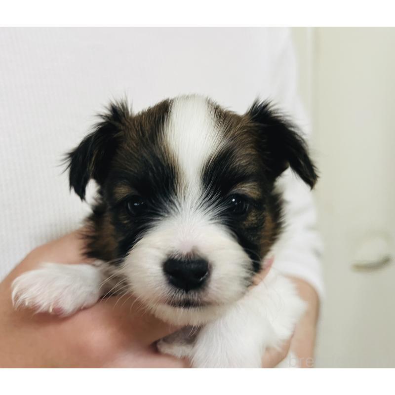 販売中の埼玉県のパピヨン-445038の7枚目