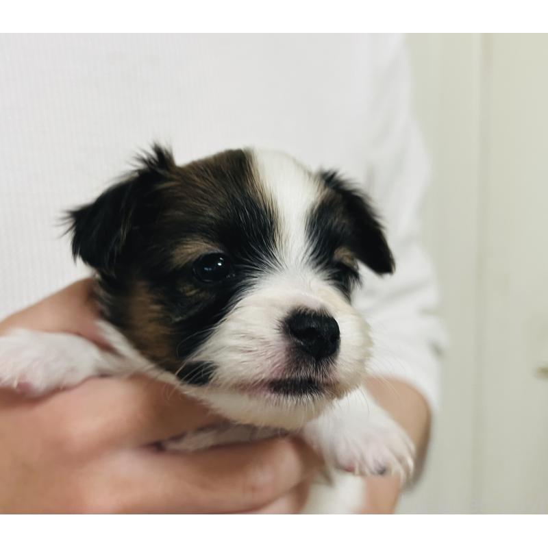 販売中の埼玉県のパピヨン-445038の6枚目