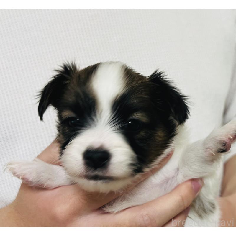 販売中の埼玉県のパピヨン-445038の5枚目