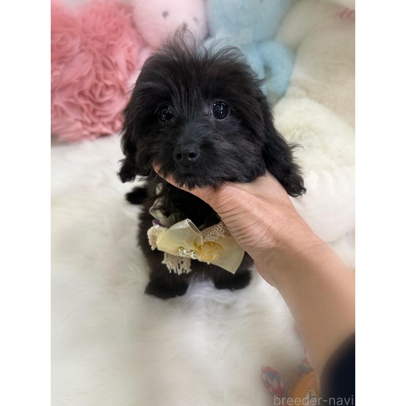 販売中の香川県のダップー:ミニチュアダックスフンド×トイプードル-433655の4枚目