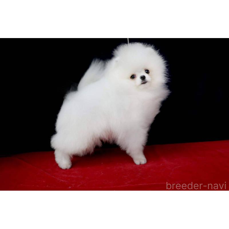 犬舎紹介の沖縄県の犬舎紹介-5425の2枚目