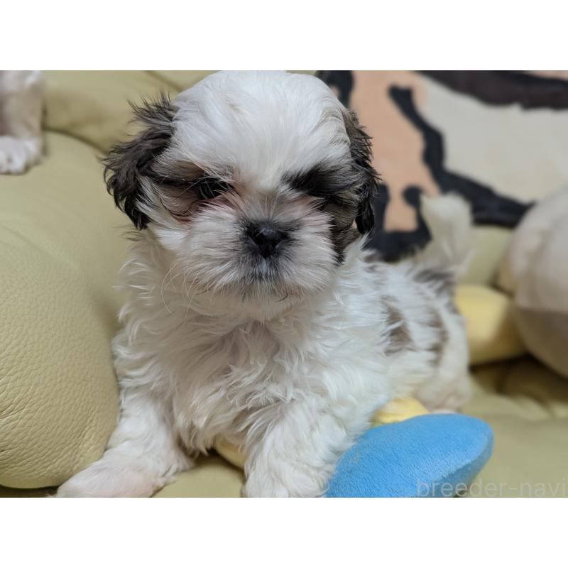 販売中の愛知県のシーズー-443121の8枚目