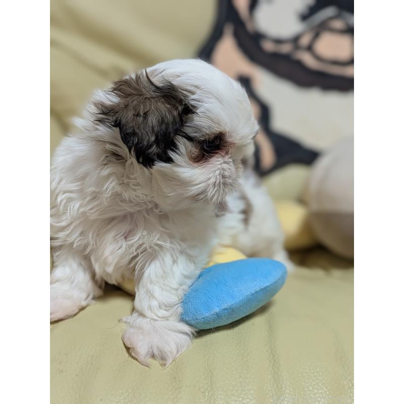 販売中の愛知県のシーズー-443121の7枚目