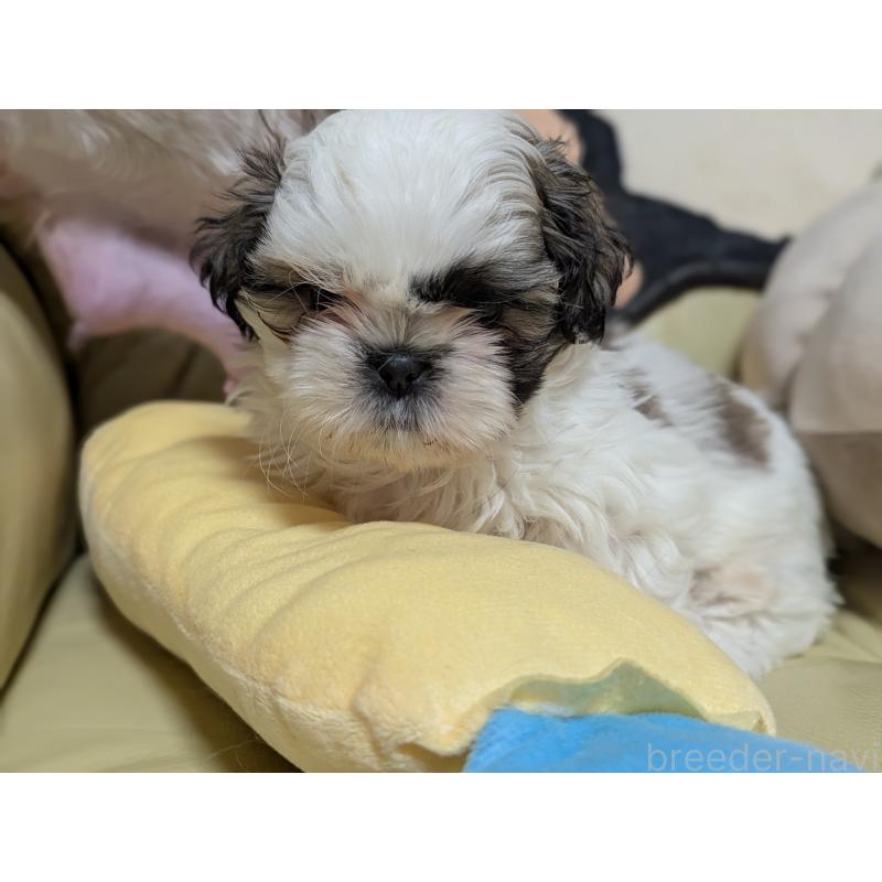 販売中の愛知県のシーズー-443121の6枚目