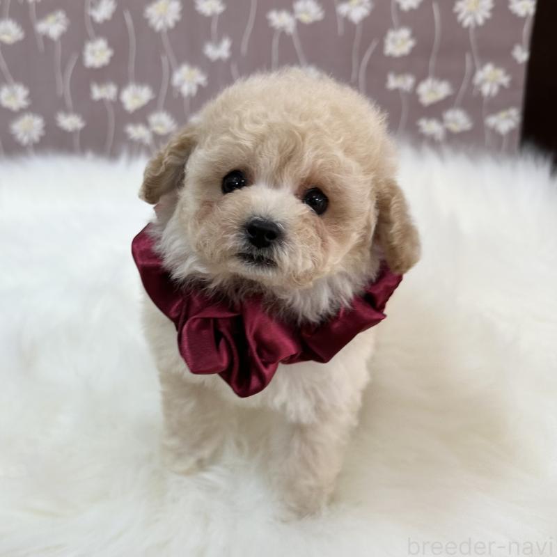 成約済の広島県のティーカッププードル-445919の4枚目