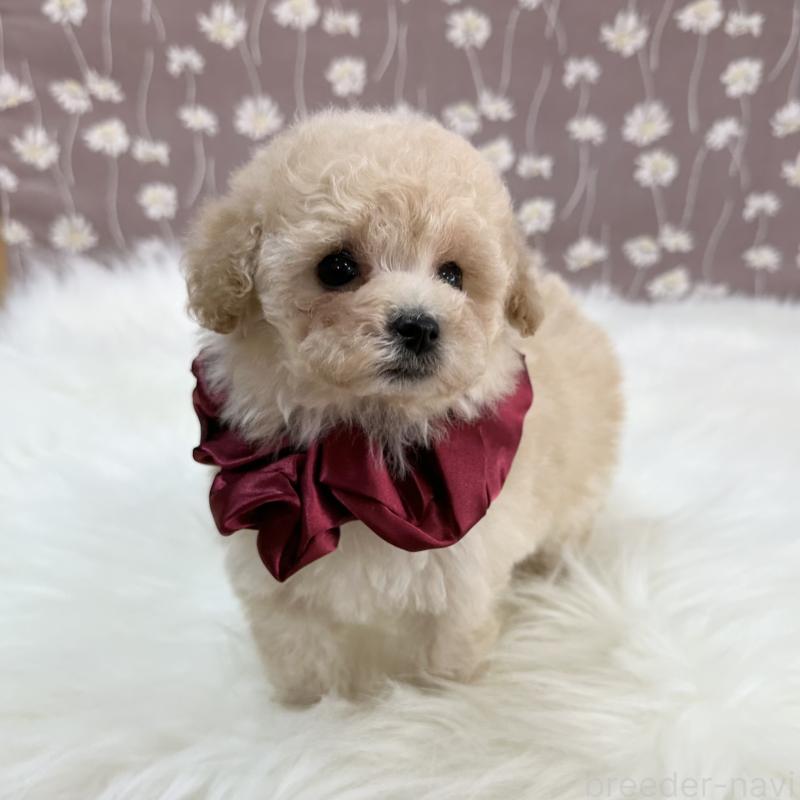 成約済の広島県のティーカッププードル-445919の3枚目