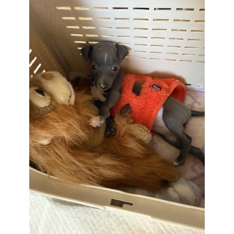 成約済の宮崎県のイタリアングレーハウンド(イタグレ)-442638の4枚目