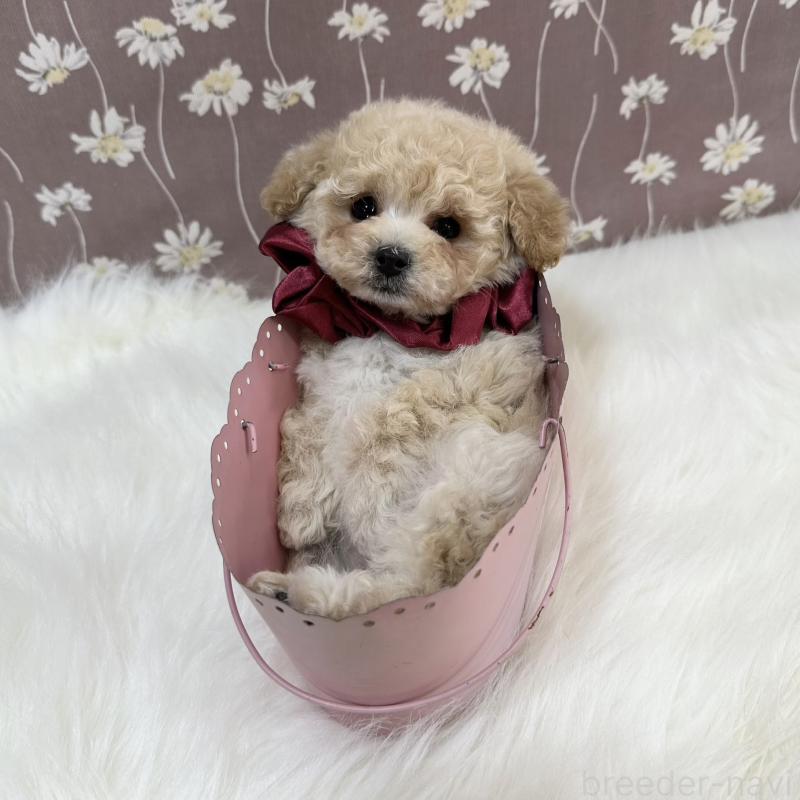 成約済の広島県のティーカッププードル-445919の2枚目