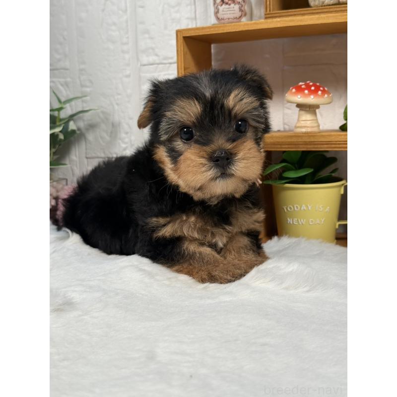 成約済の神奈川県のヨークシャーテリア-441591の3枚目