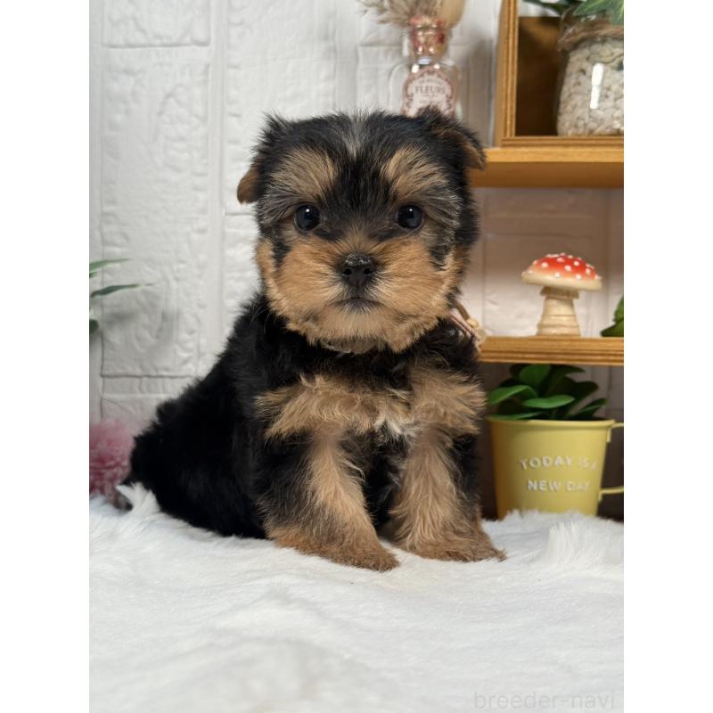 成約済の神奈川県のヨークシャーテリア-441591の2枚目