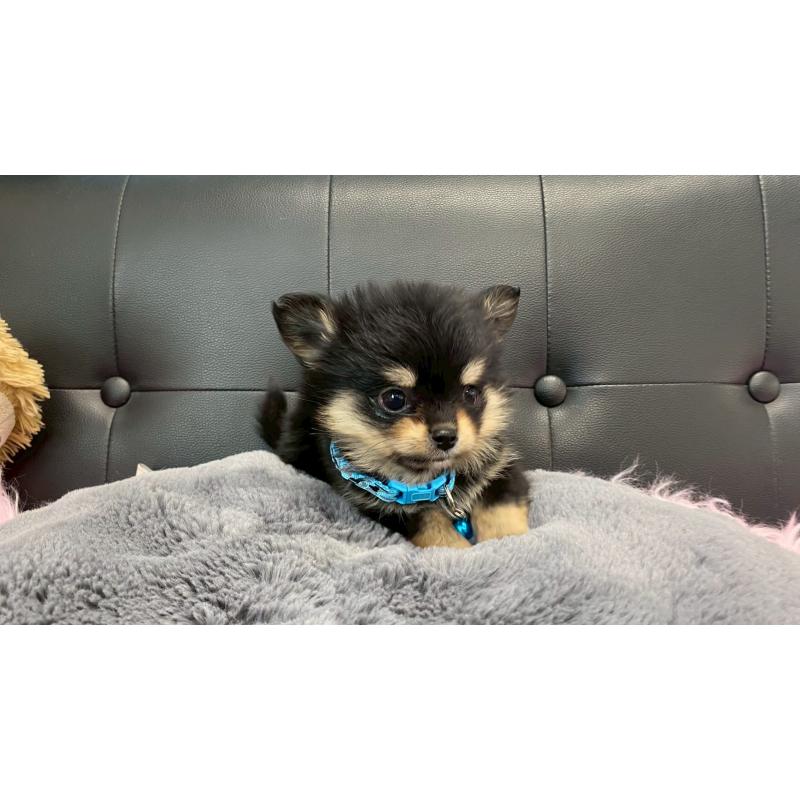 成約済の兵庫県のポメチワ:ポメラニアン×チワワ-446014の11枚目