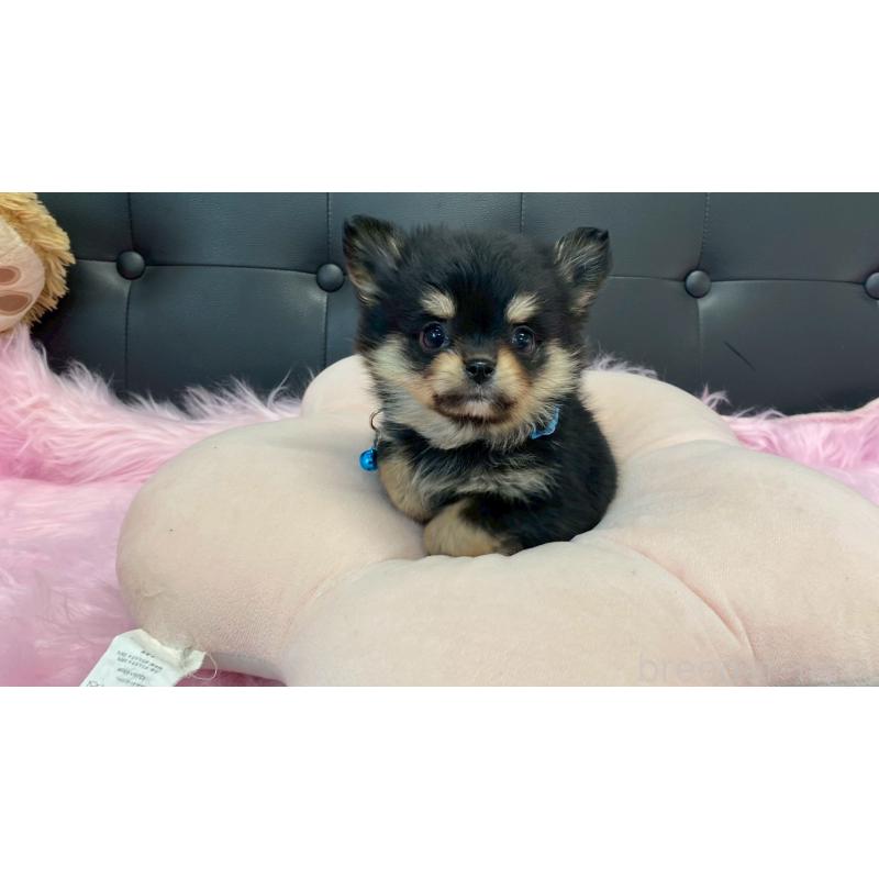 成約済の兵庫県のポメチワ:ポメラニアン×チワワ-446014の10枚目