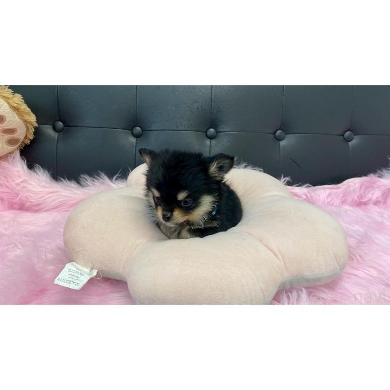 成約済の兵庫県のポメチワ:ポメラニアン×チワワ-446014の9枚目