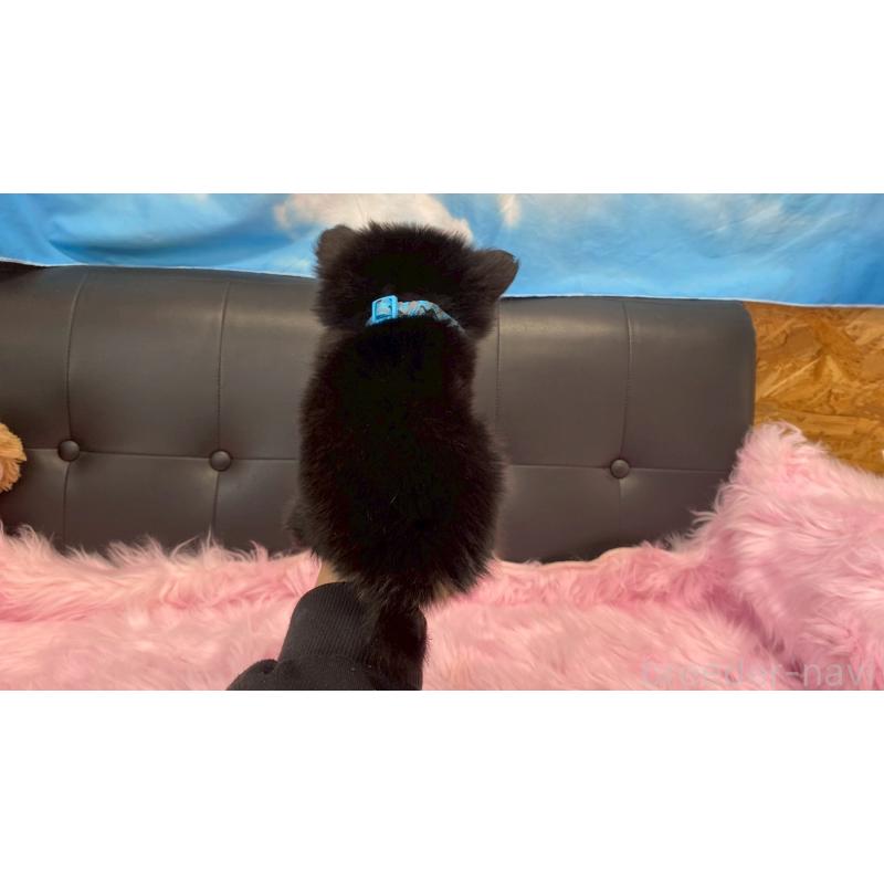 成約済の兵庫県のポメチワ:ポメラニアン×チワワ-446014の7枚目