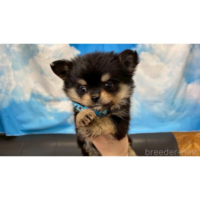 成約済の兵庫県のポメチワ:ポメラニアン×チワワ-446014の6枚目