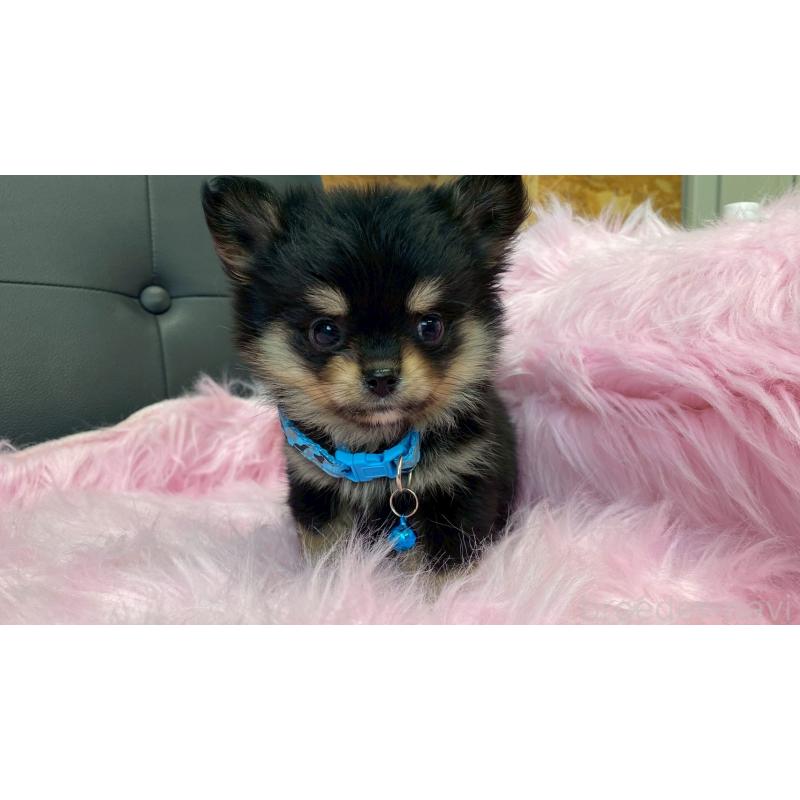 成約済の兵庫県のポメチワ:ポメラニアン×チワワ-446014の5枚目