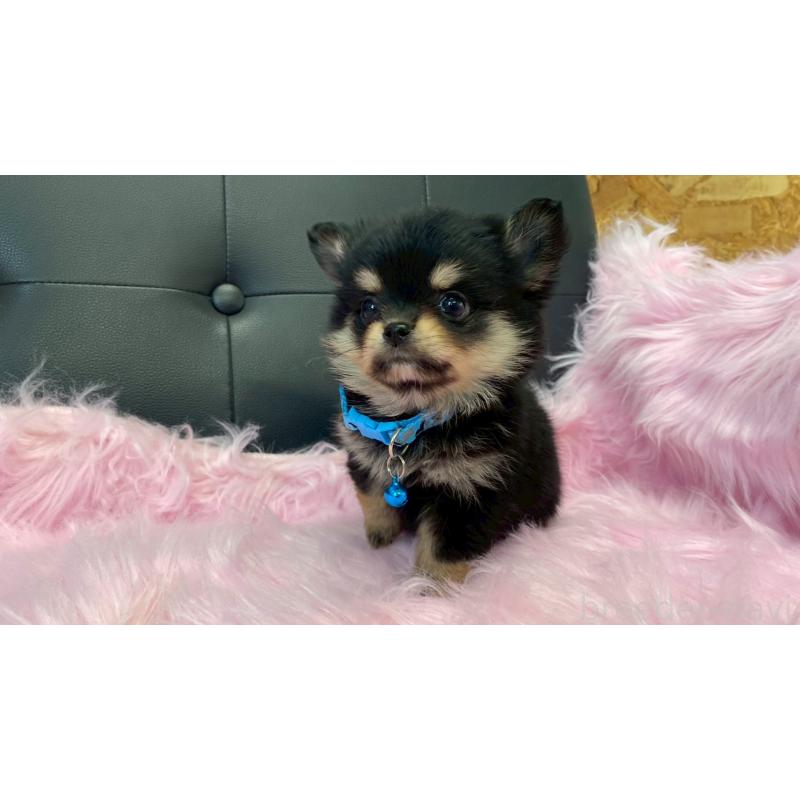 成約済の兵庫県のポメチワ:ポメラニアン×チワワ-446014の4枚目