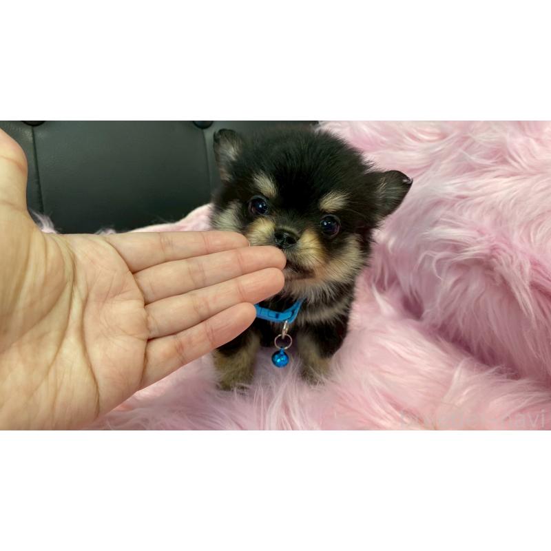 成約済の兵庫県のポメチワ:ポメラニアン×チワワ-446014の3枚目