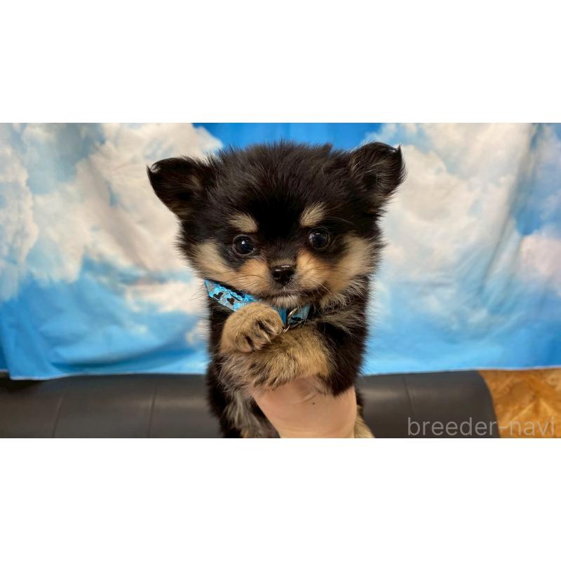 成約済の兵庫県のポメチワ:ポメラニアン×チワワ-446014の2枚目