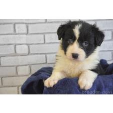 ♀︎ボーダーコリー