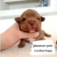 ♀︎エキゾチックブリー