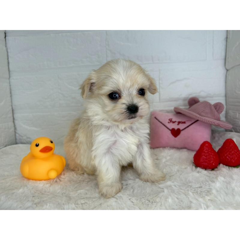 成約済の茨城県のチワマル:チワワ×マルチーズ-446650の41枚目