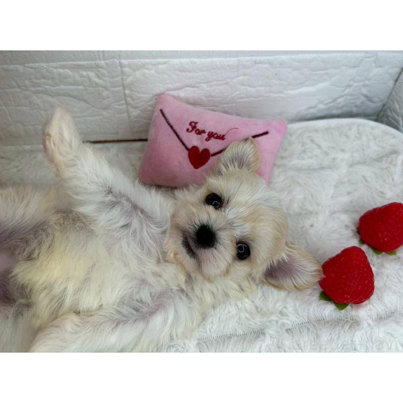 成約済の茨城県のチワマル:チワワ×マルチーズ-446650の40枚目