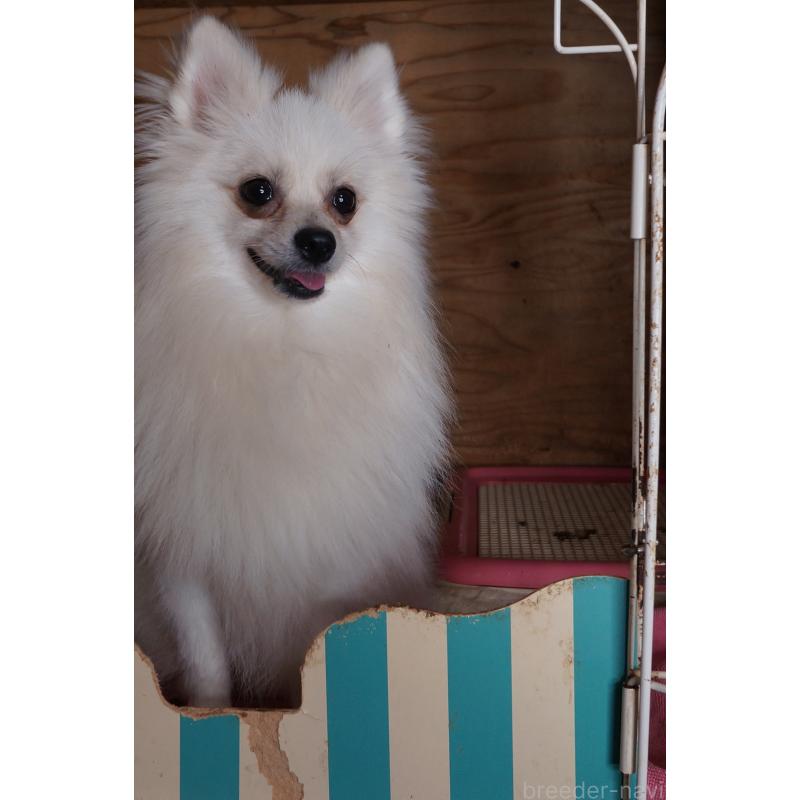 販売中の大阪府のポメラニアン-352244の3枚目