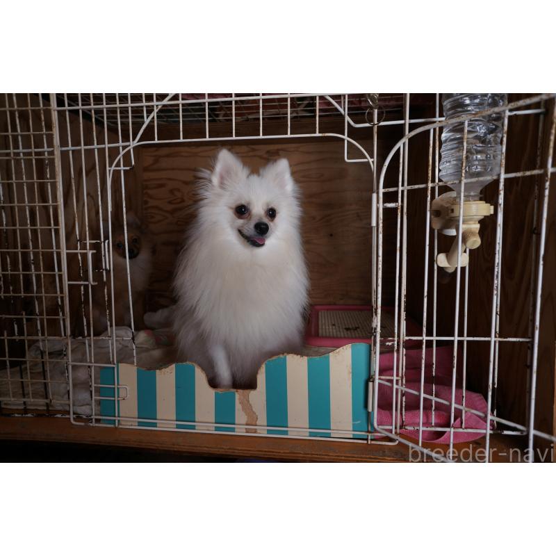 販売中の大阪府のポメラニアン-352244の2枚目