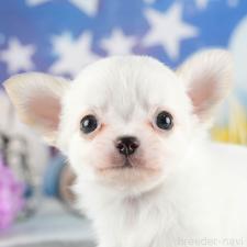 ♀︎チワワ(ロングコート)